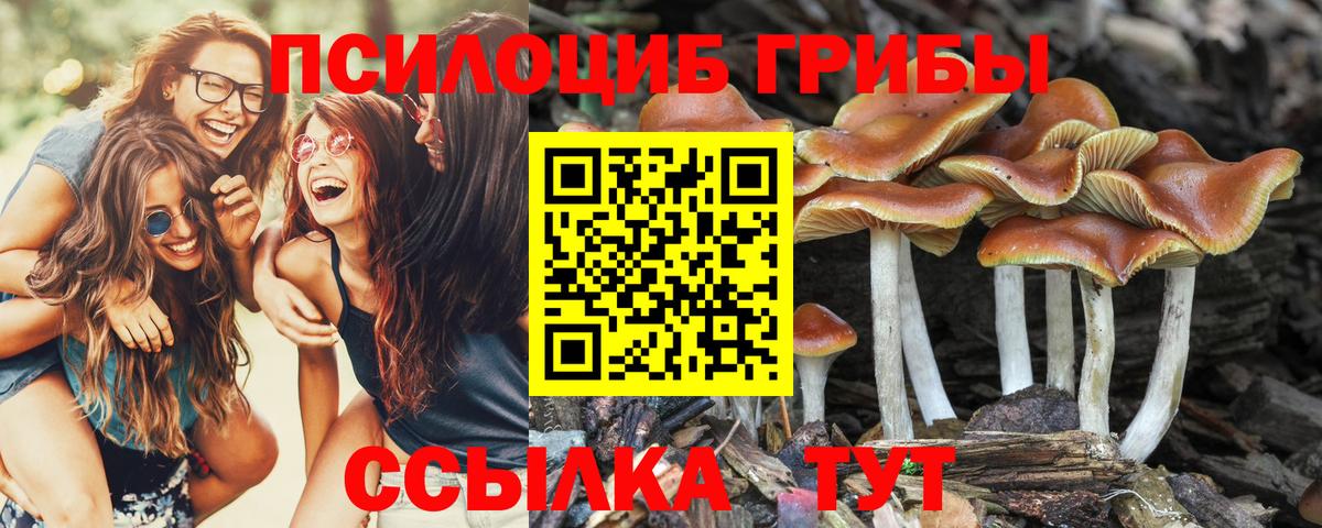 купить наркоту  Вход с VPN  Сафоново  Галлюциногенные грибы MAGIC MUSHROOMS  Галлюциногенные грибы GOLDEN TEACHER 